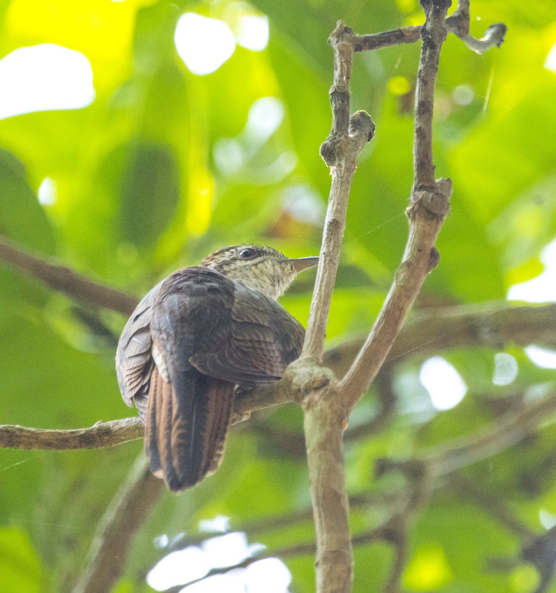 Banded Bay Cuckoo - ML146195211