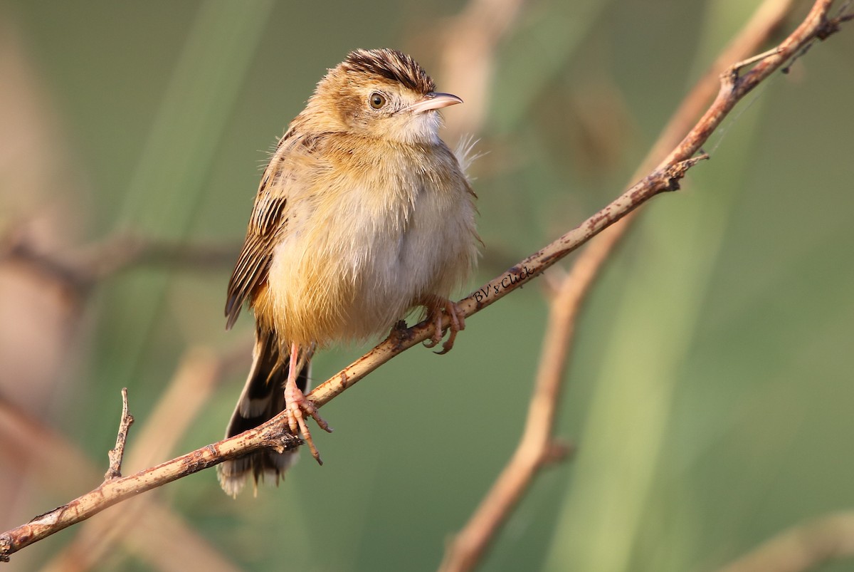 Zitting Cisticola - ML146195401