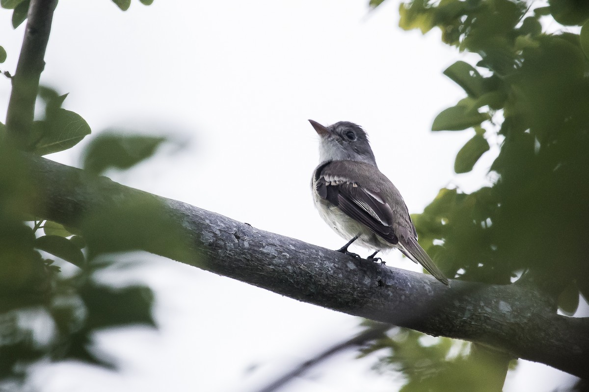 Western Wood-Pewee - ML146196361