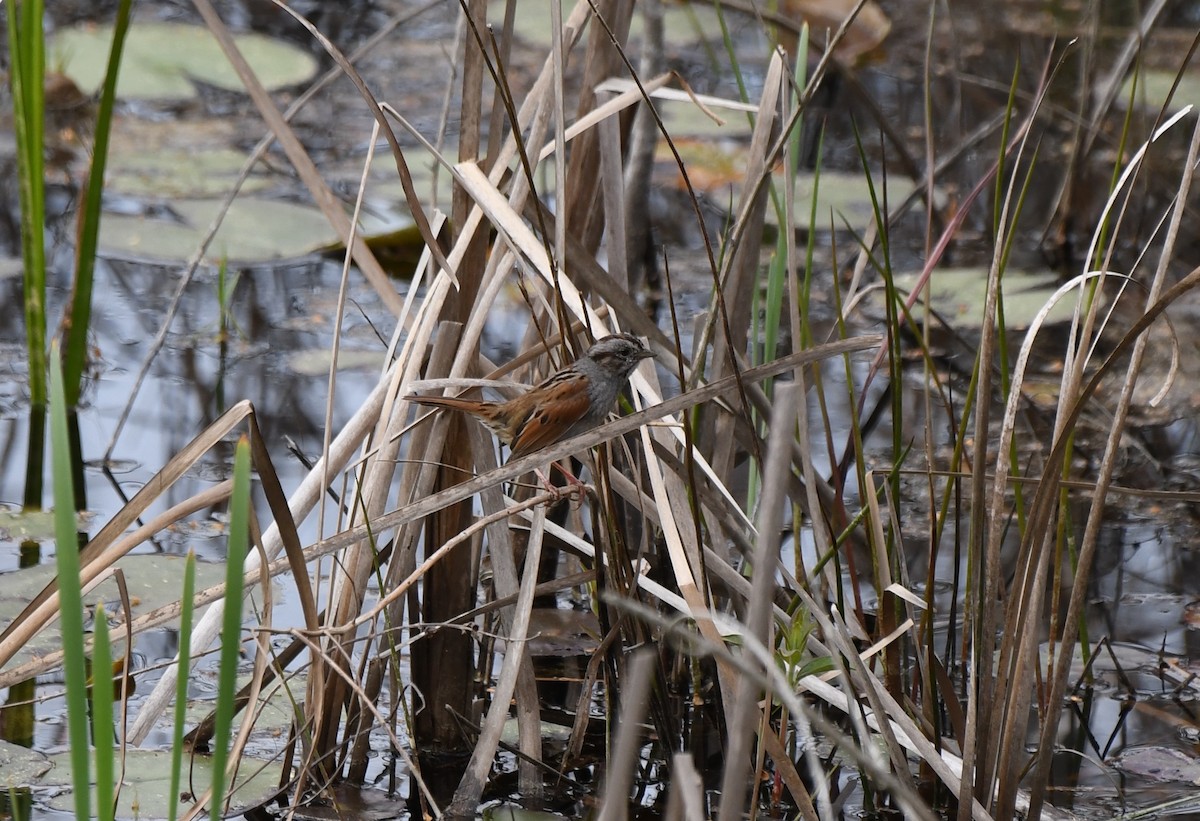 Swamp Sparrow - ML146197741