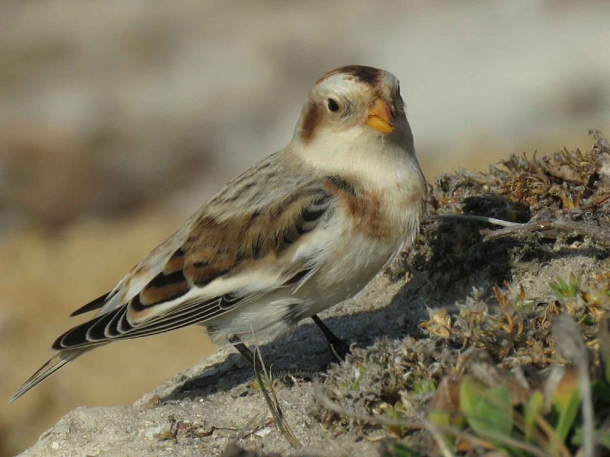 Snow Bunting - ML146197951