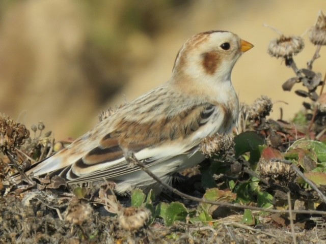 Snow Bunting - ML146198021