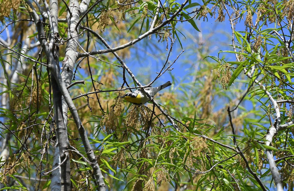 Yellow-throated Warbler - ML146198221