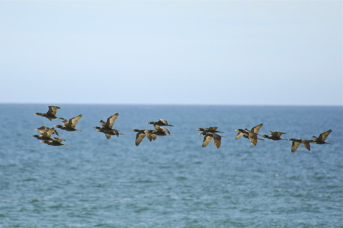 Neotropic Cormorant - ML146199721