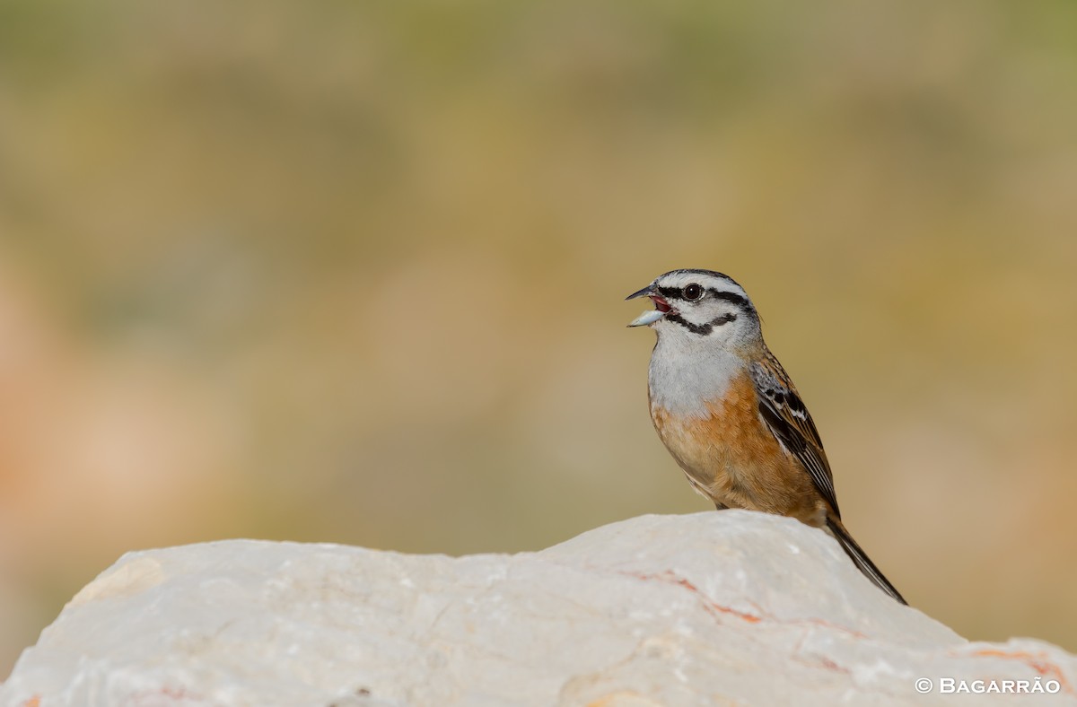 Rock Bunting - ML146200481