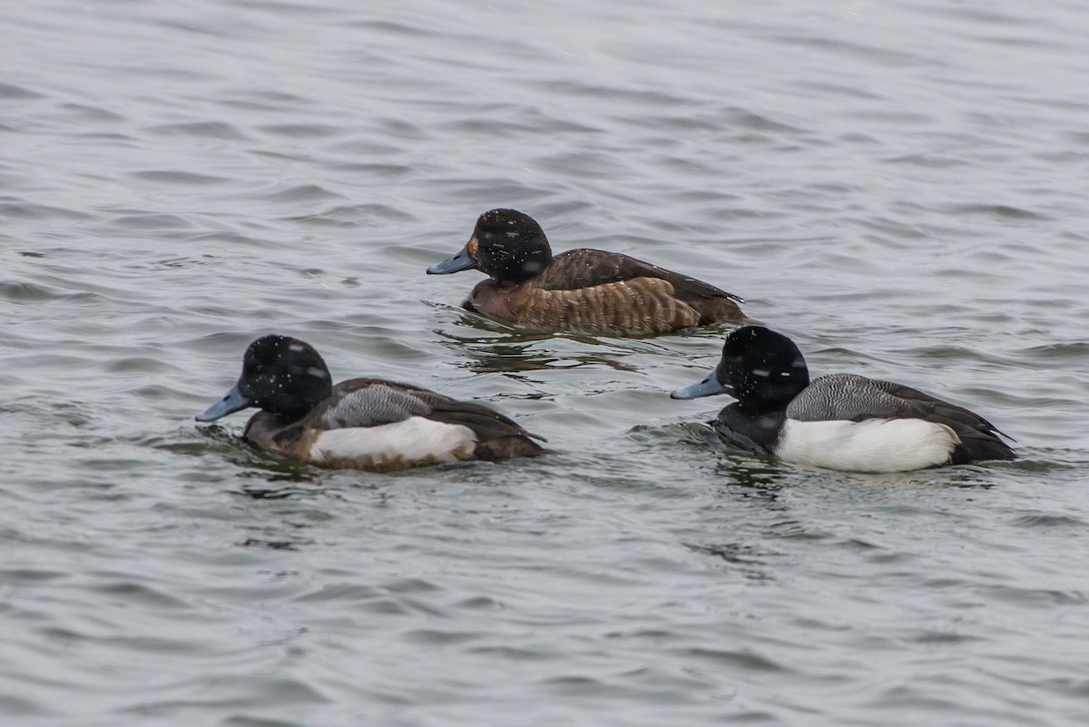 Greater Scaup - ML146201531