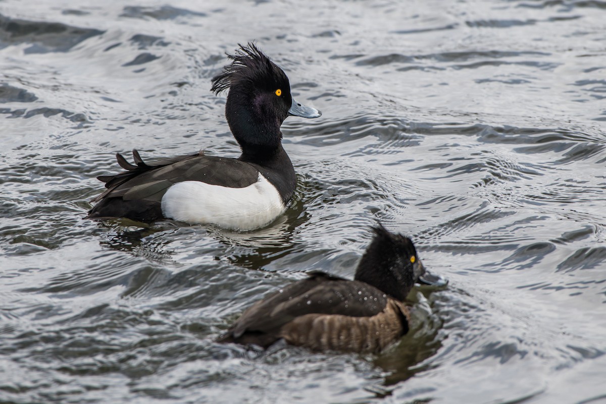 Tufted Duck - ML146201841