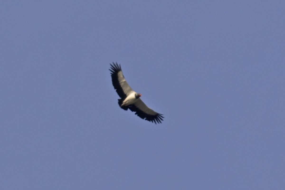 King Vulture - ML146202341