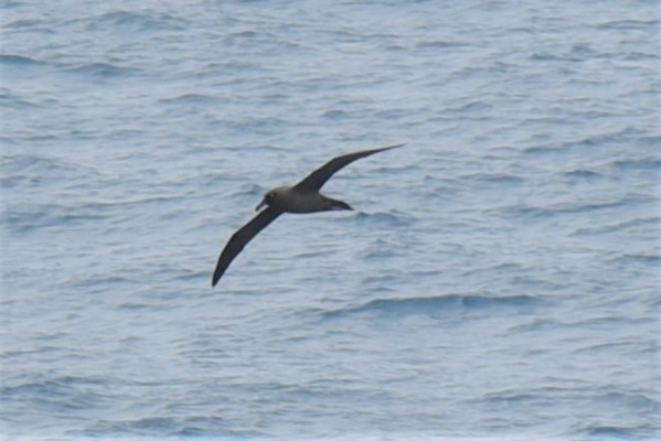 Sooty Albatross - ML146203261