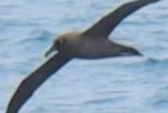 Sooty Albatross - ML146203271