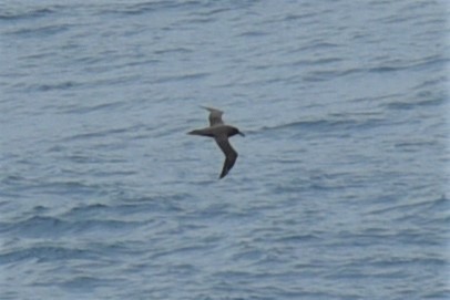 Sooty Albatross - ML146203291