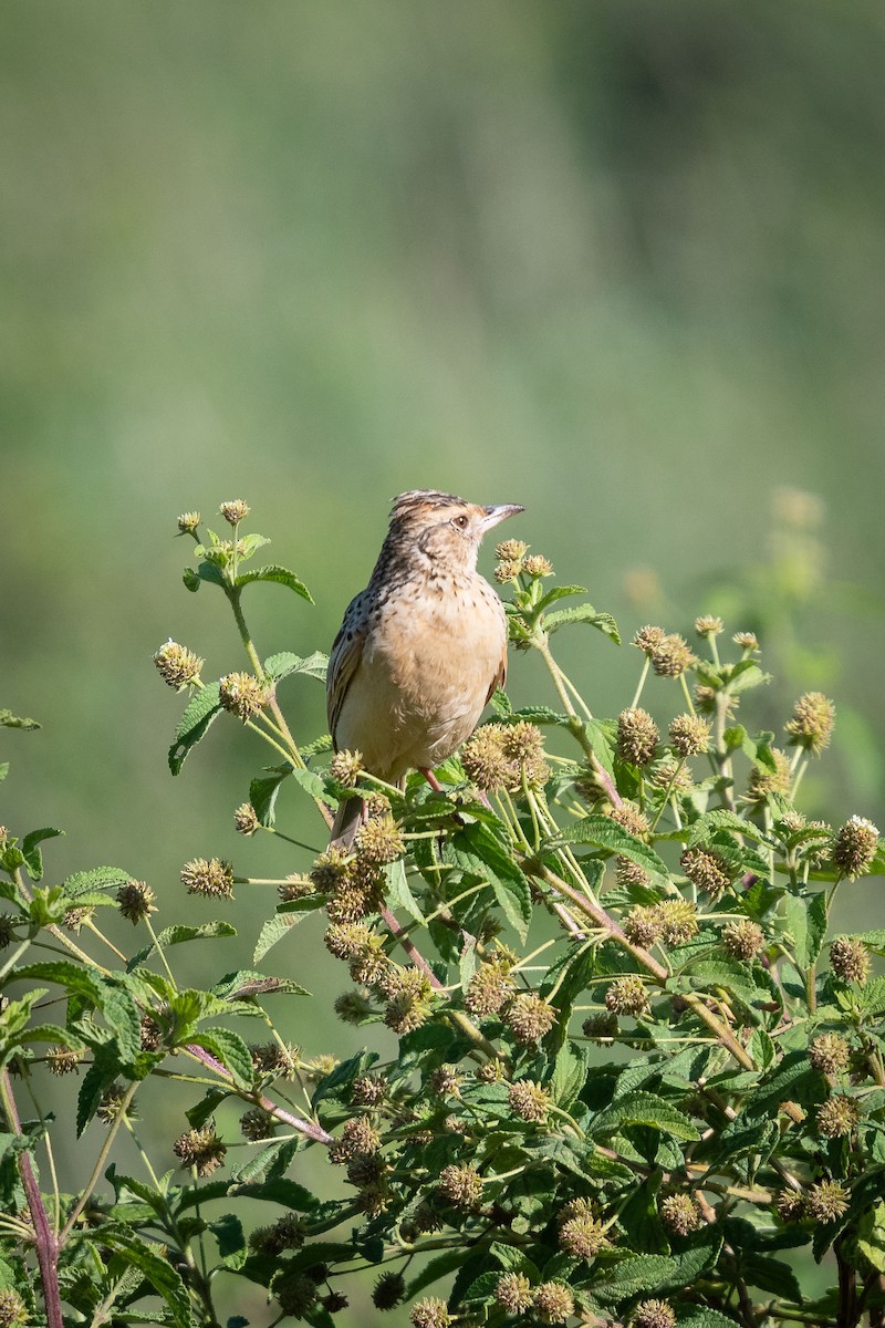 Rufous-naped Lark - Deb Ford