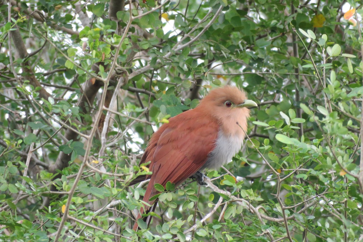 Squirrel Cuckoo - ML146204861
