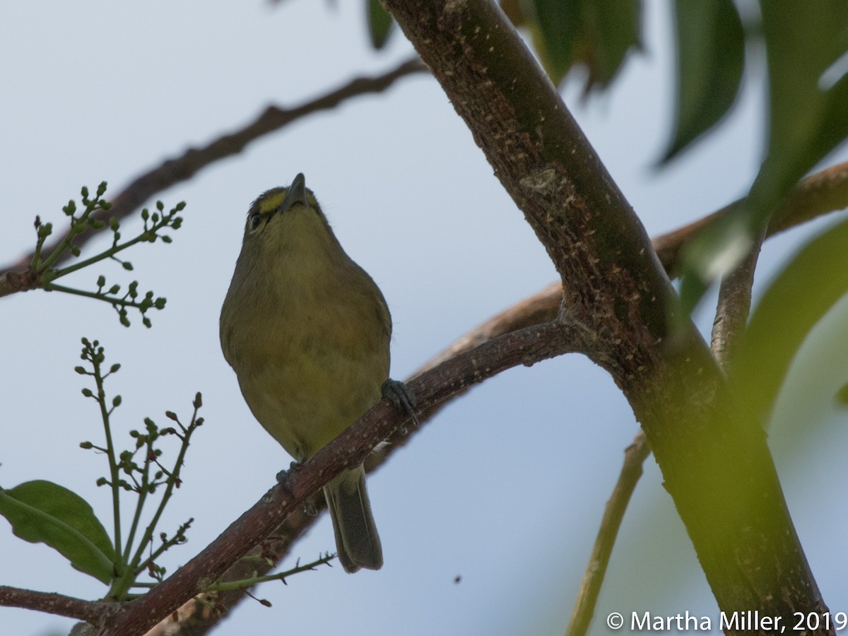 Thick-billed Vireo - Martha Miller