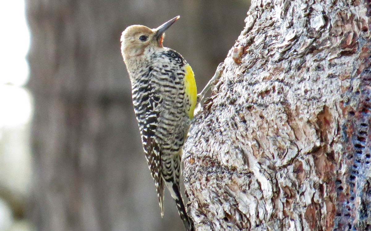 Williamson's Sapsucker - ML146205221