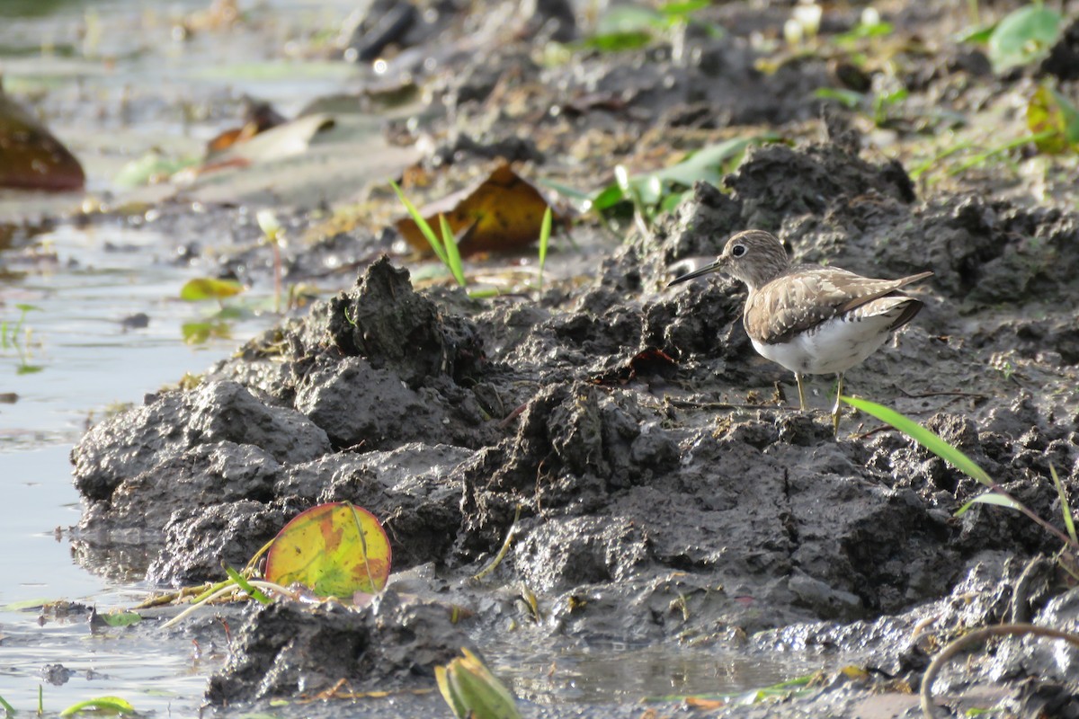Solitary Sandpiper - ML146205251