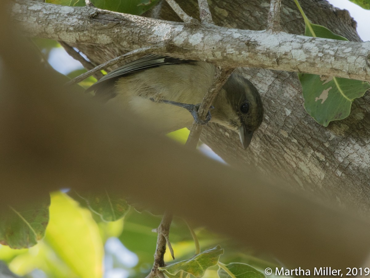 Western Spindalis - Martha Miller