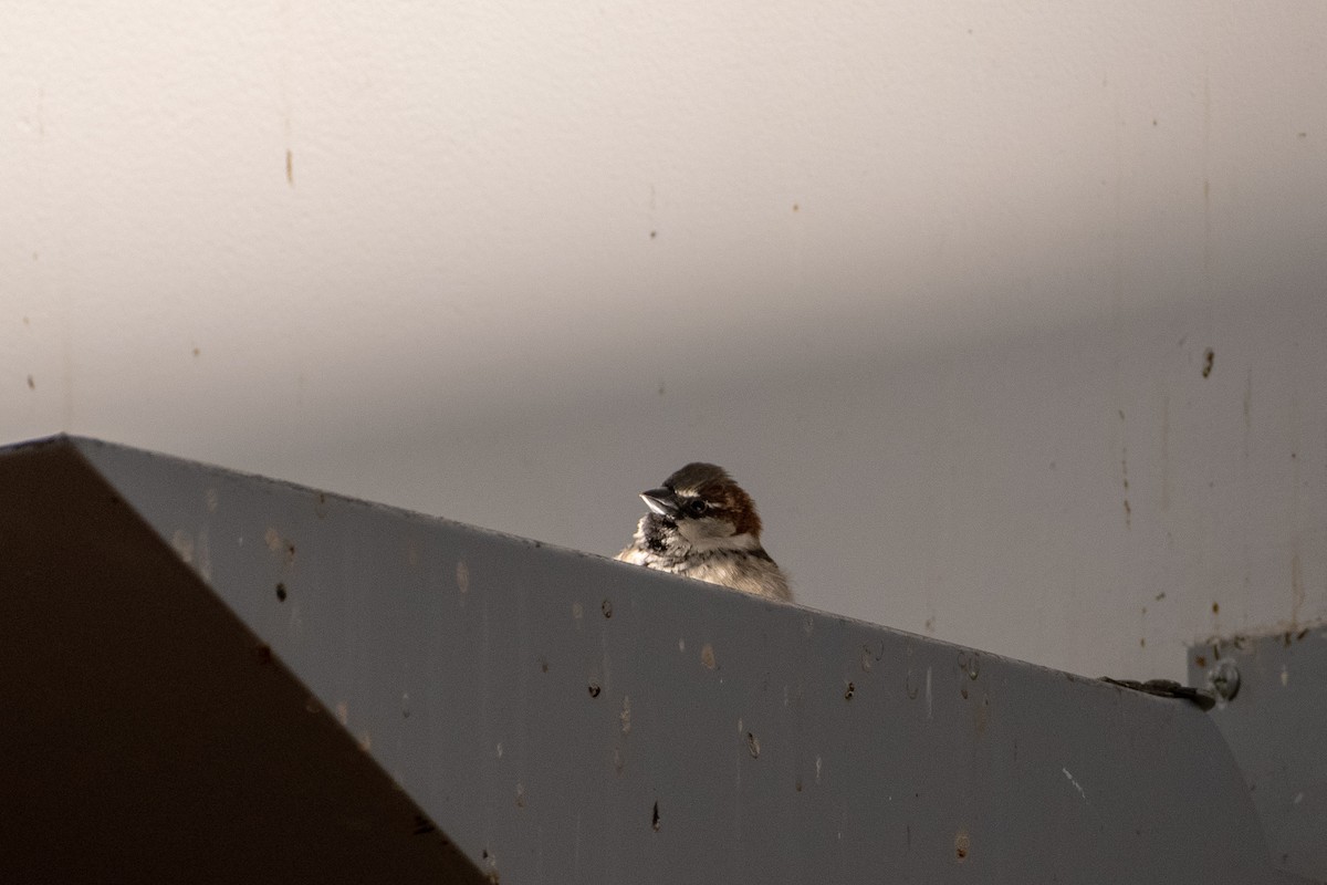 House Sparrow - ML146205511