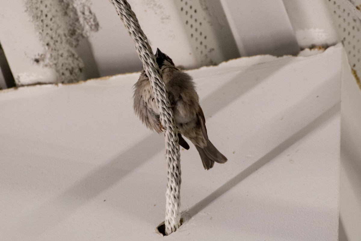 House Sparrow - Richard Littauer