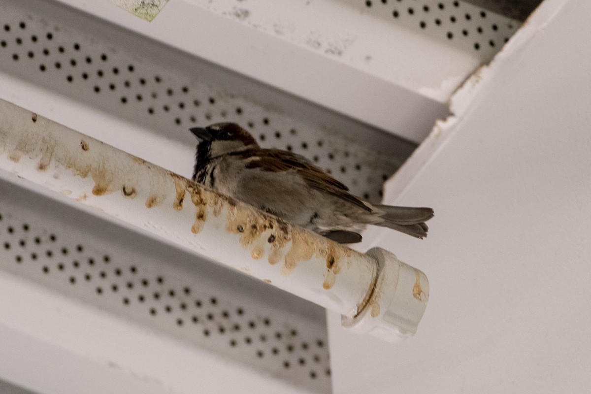 House Sparrow - ML146205531