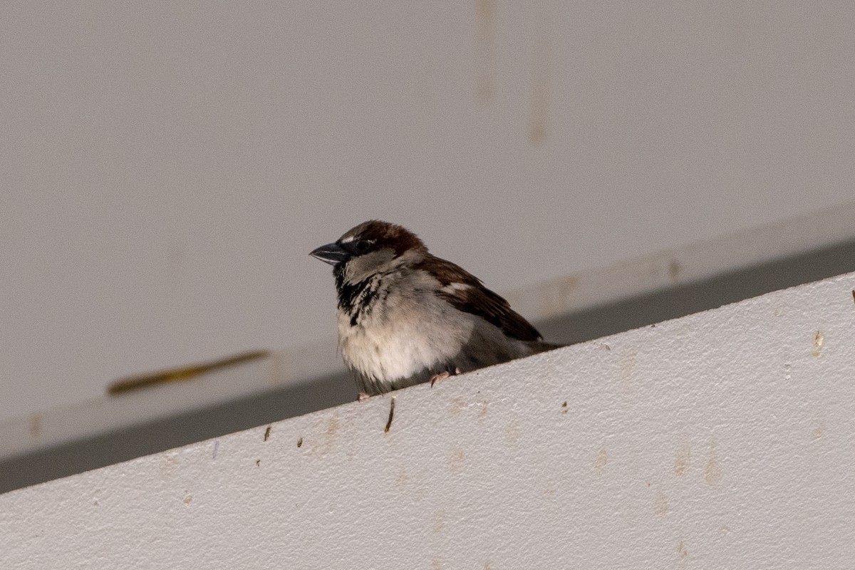 House Sparrow - ML146205551