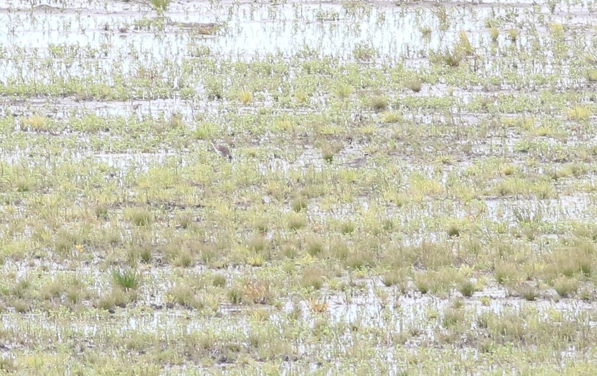 American Golden-Plover - ML146205811