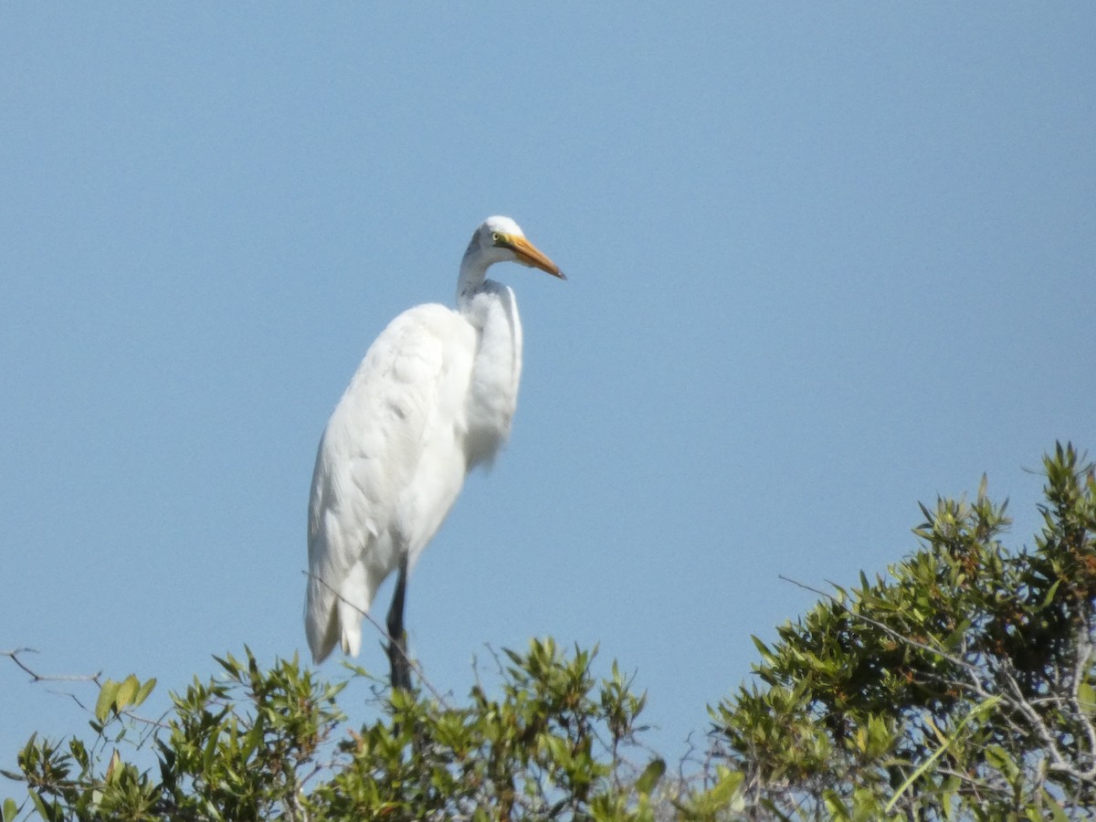 Great Egret - Kathy Woolsey