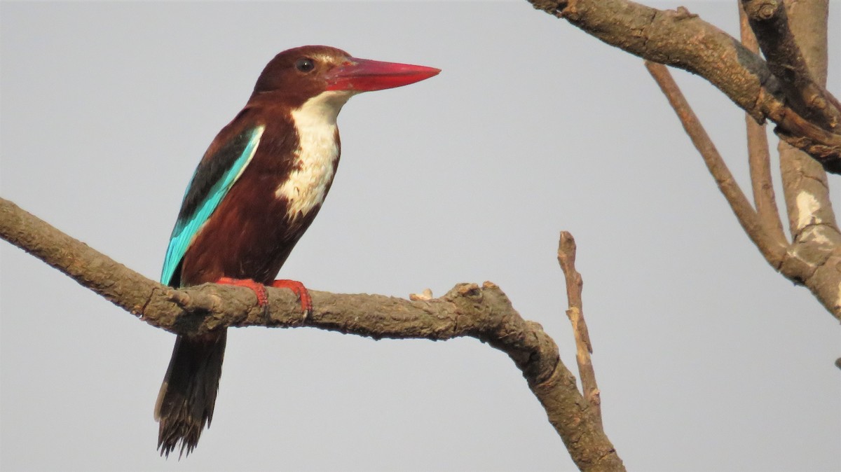 White-throated Kingfisher - Dinesh Sharma