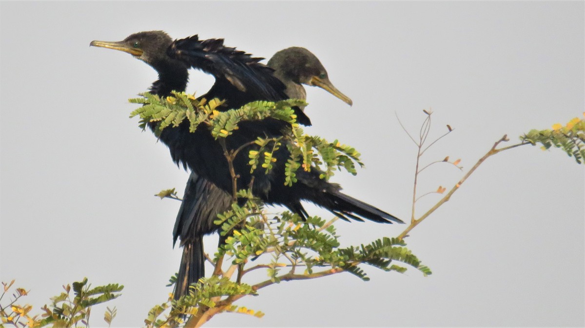 Indian Cormorant - ML146207941