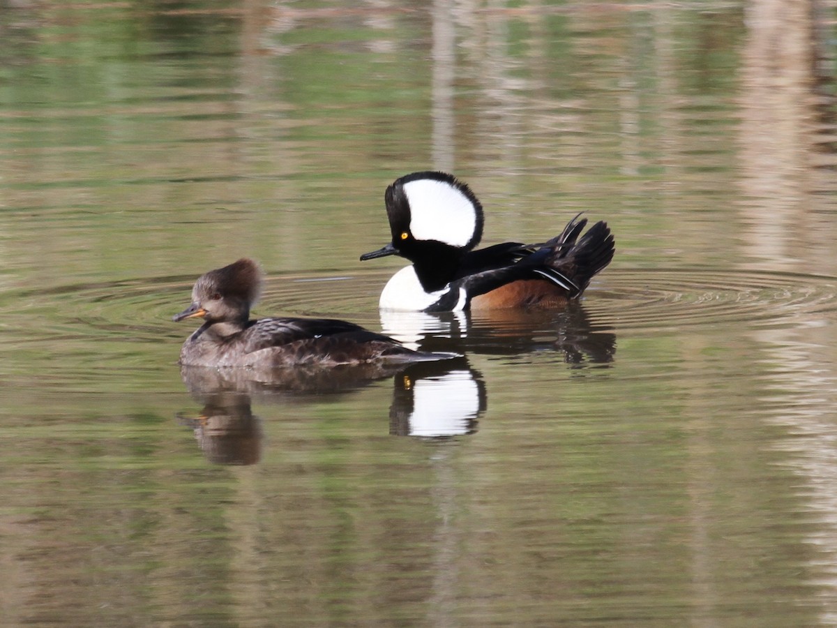 Hooded Merganser - ML146208521