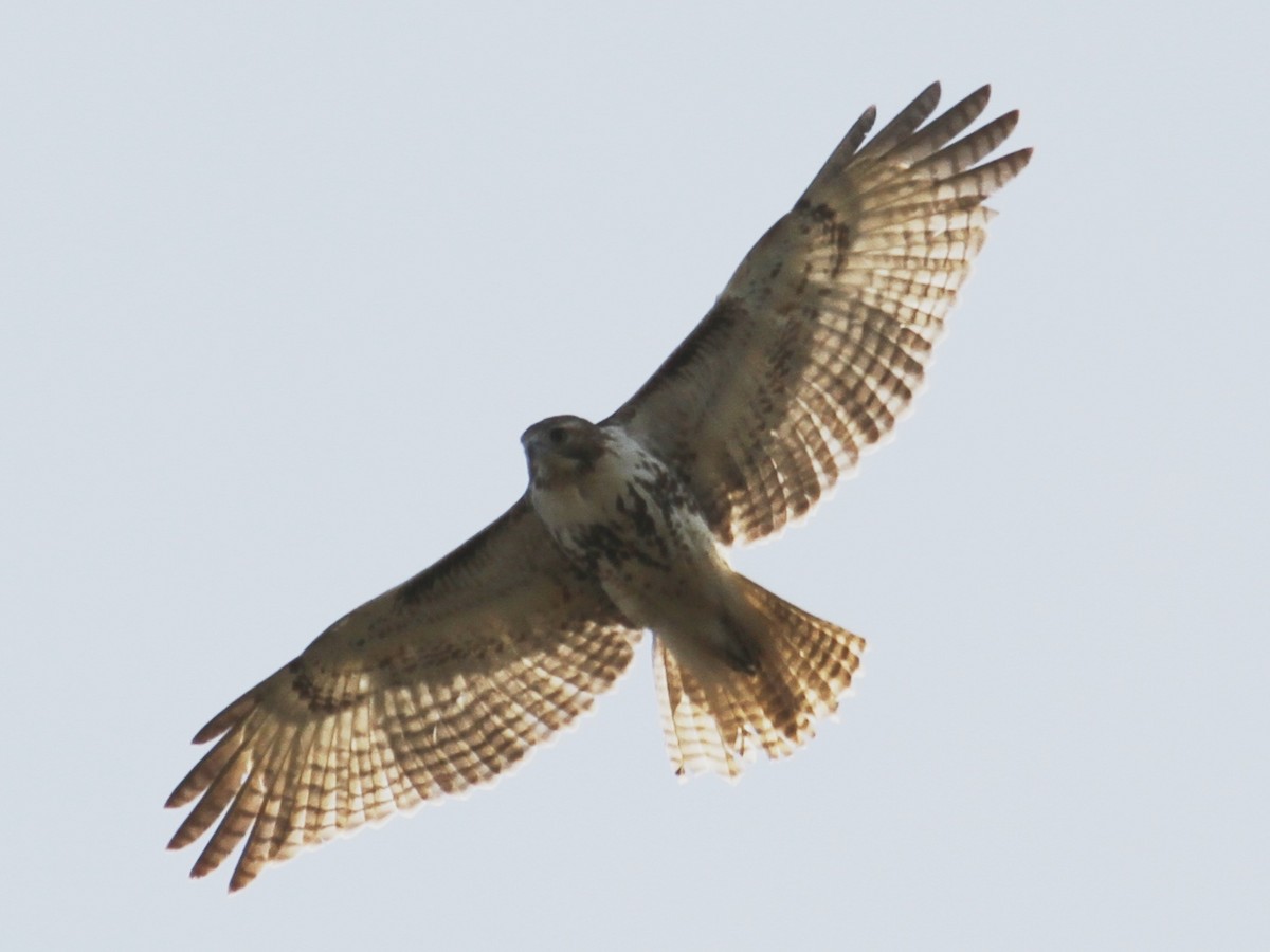 Red-tailed Hawk - ML146208551