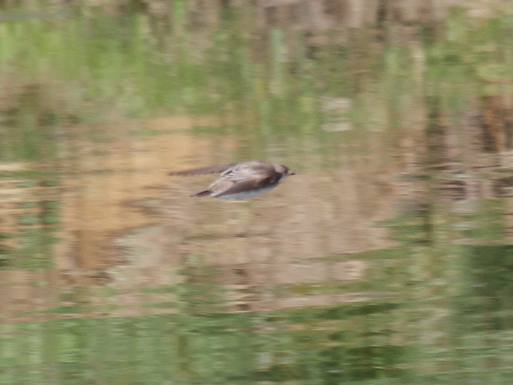 Northern Rough-winged Swallow - ML146208591