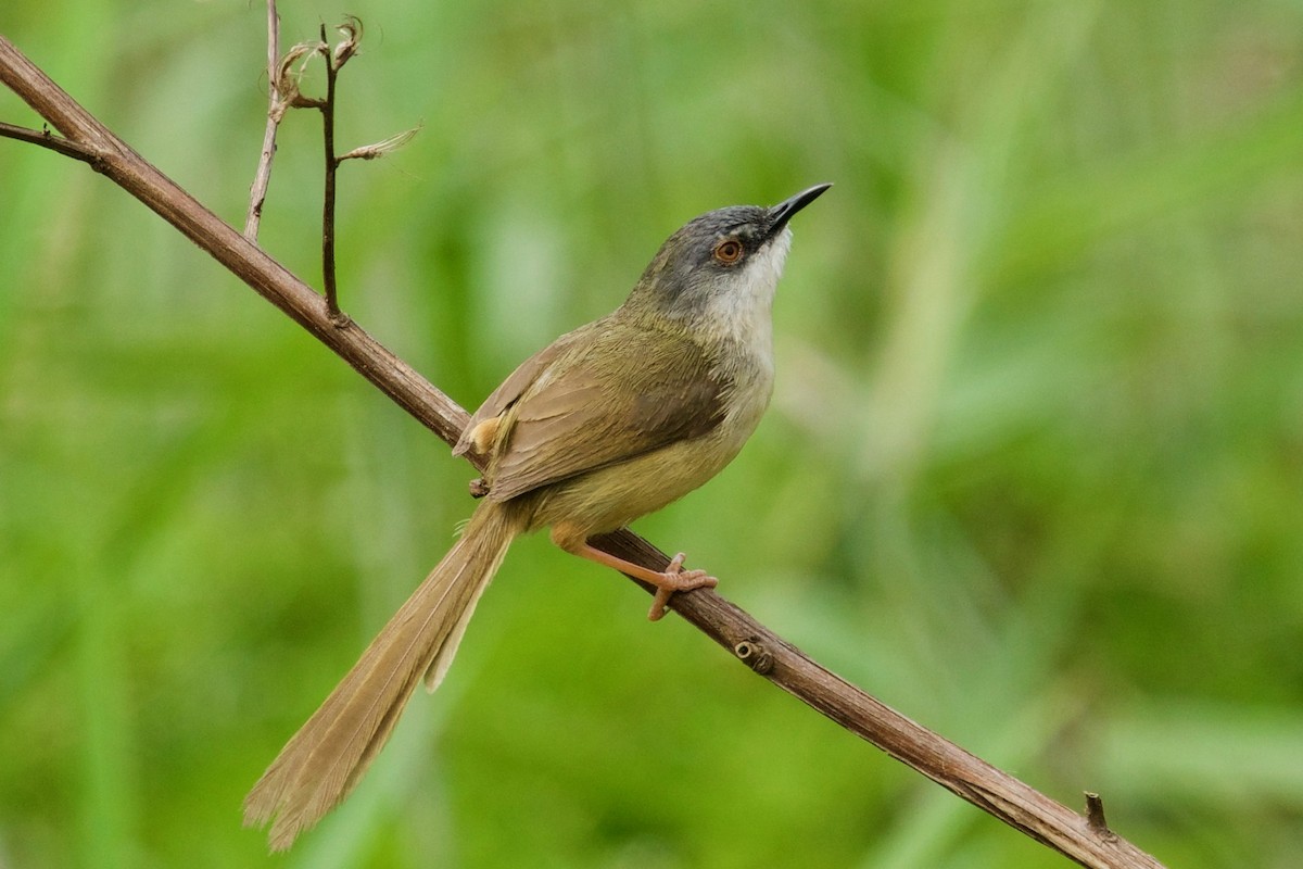 Yellow-bellied Prinia - ML146210191