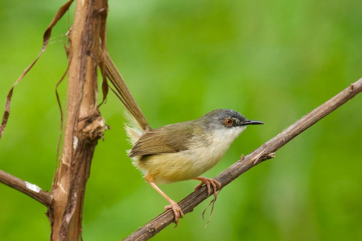 Yellow-bellied Prinia - ML146210201