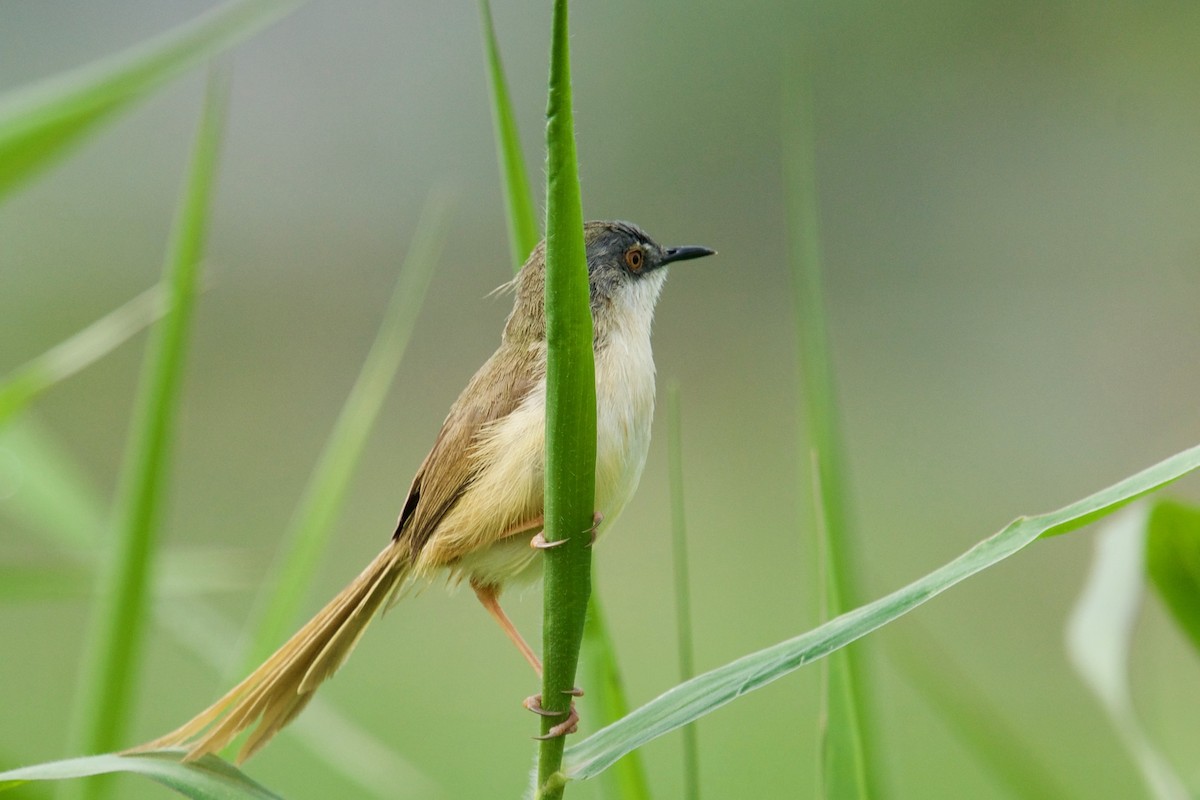 Yellow-bellied Prinia - ML146210211