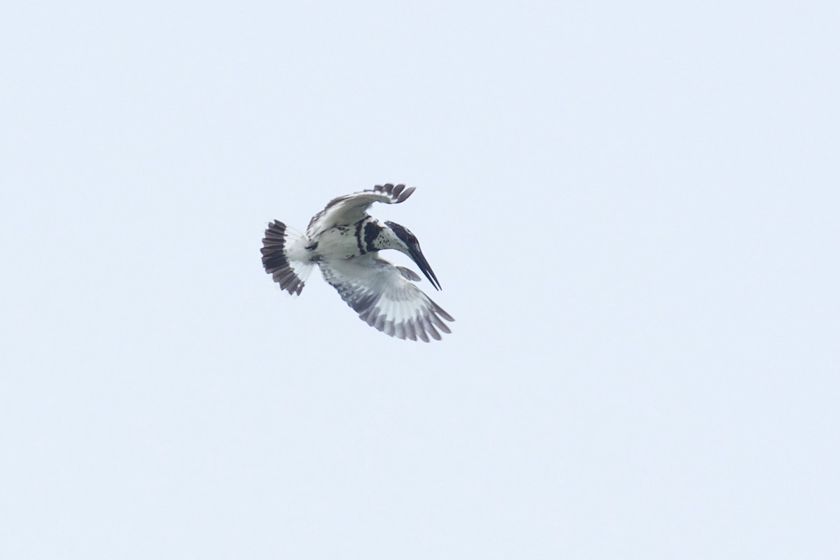 Pied Kingfisher - Qin Huang