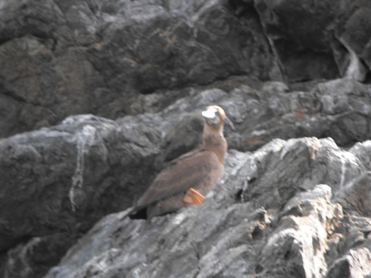 Brown Booby - ML146212221