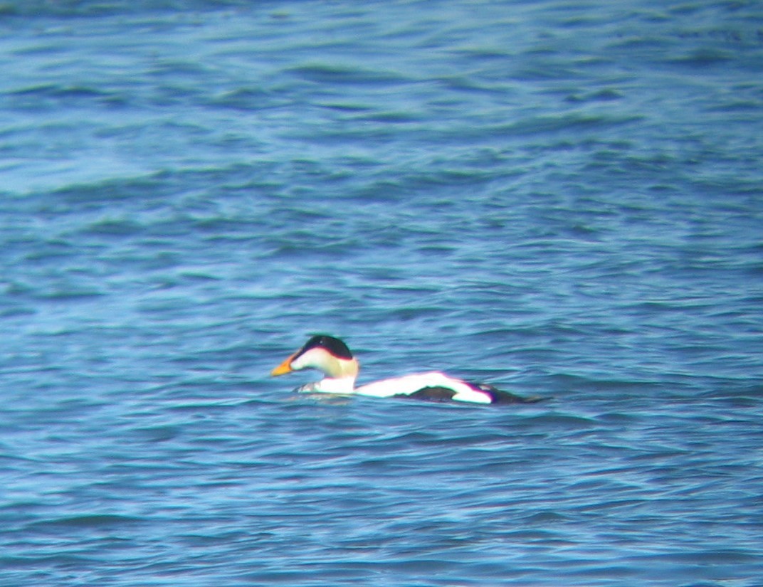 Eider à duvet (v-nigrum) - ML146213041