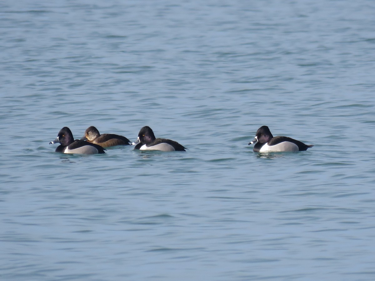 Ring-necked Duck - ML146213711