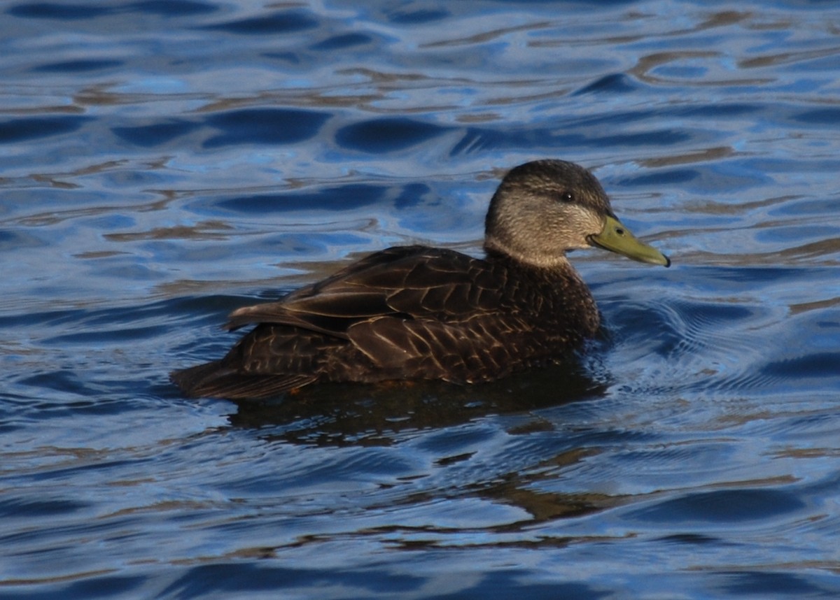 American Black Duck - Jennifer Sherwood