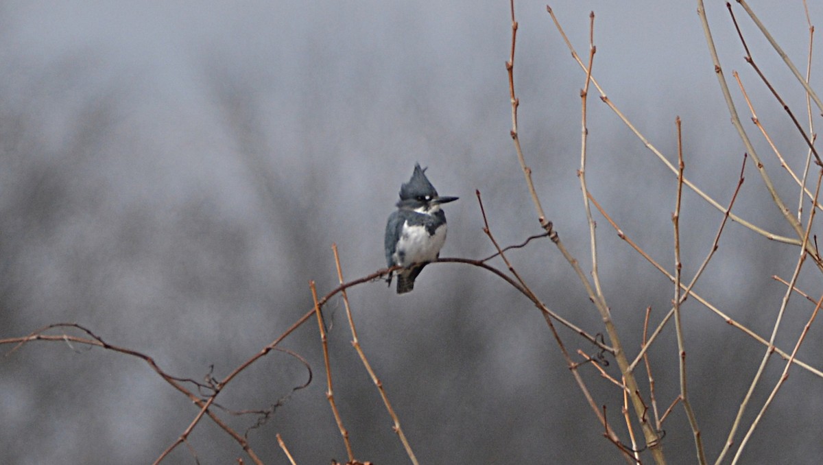 Belted Kingfisher - ML146215261