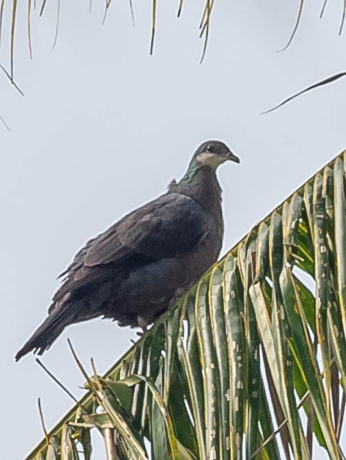 Metallic Pigeon - William Stephens