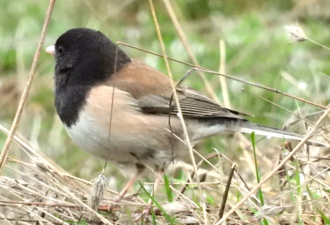 Junco ardoisé (groupe oreganus) - ML146219531