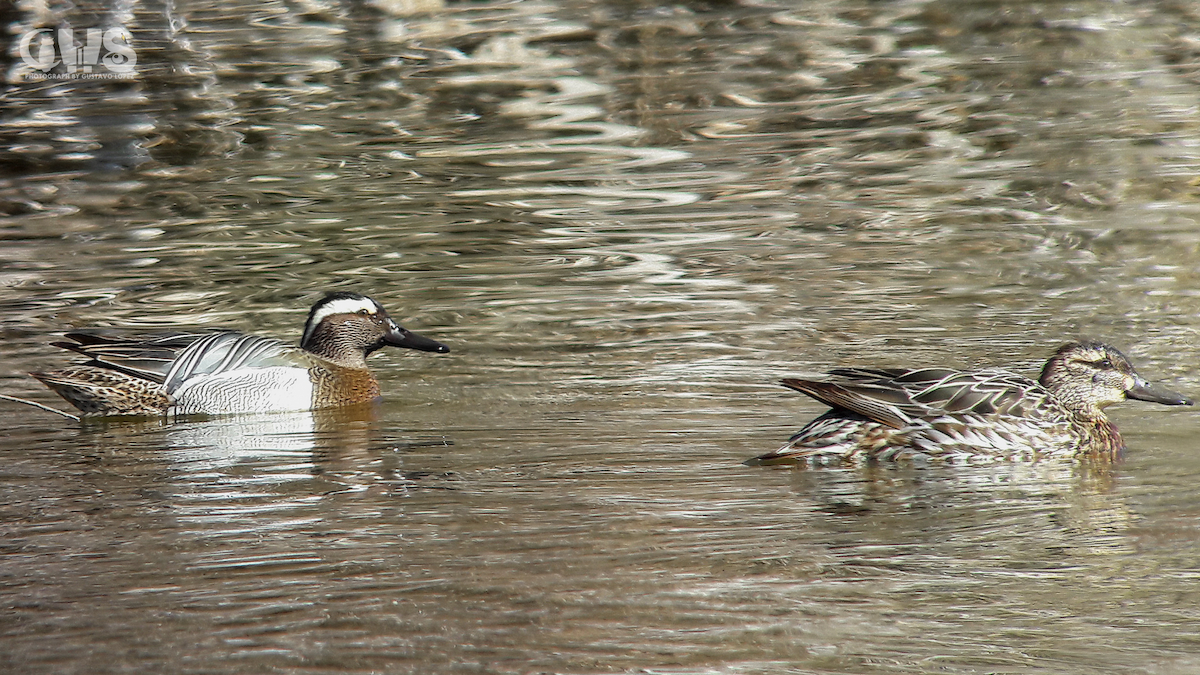 Garganey - ML146224991