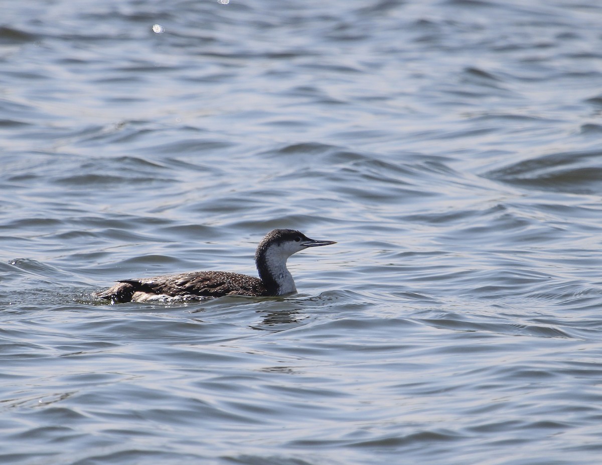 Red-throated Loon - ML146226491