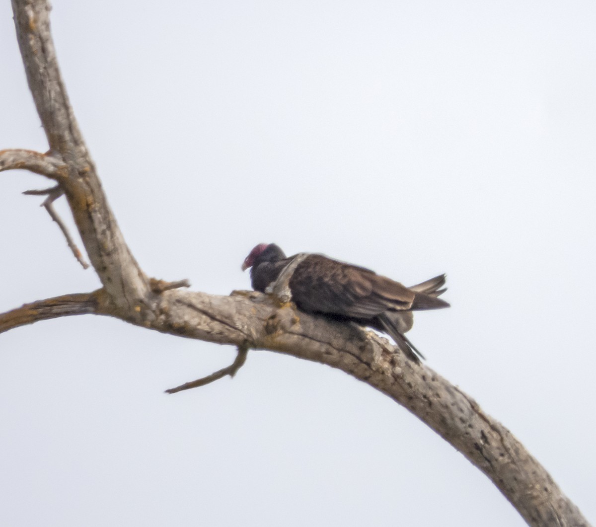 Turkey Vulture - ML146226701