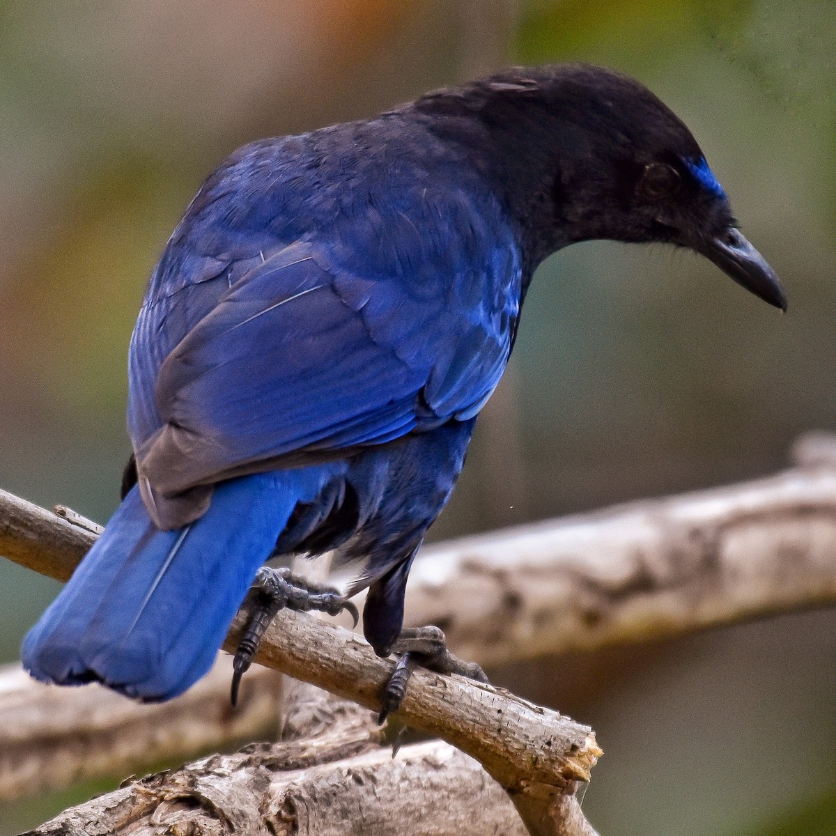 Малабарская синяя птица - ML146227281