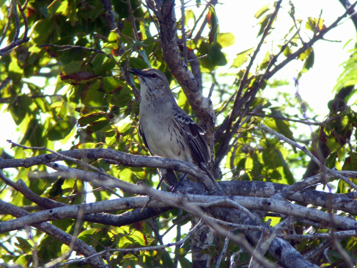 Bahama Mockingbird - ML146227601