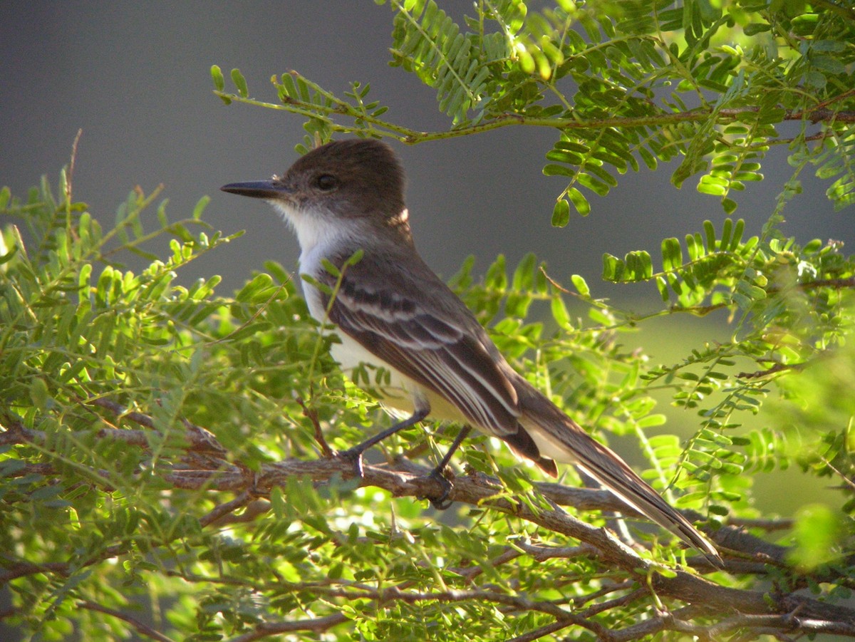 Stolid Flycatcher - Brennan Mulrooney