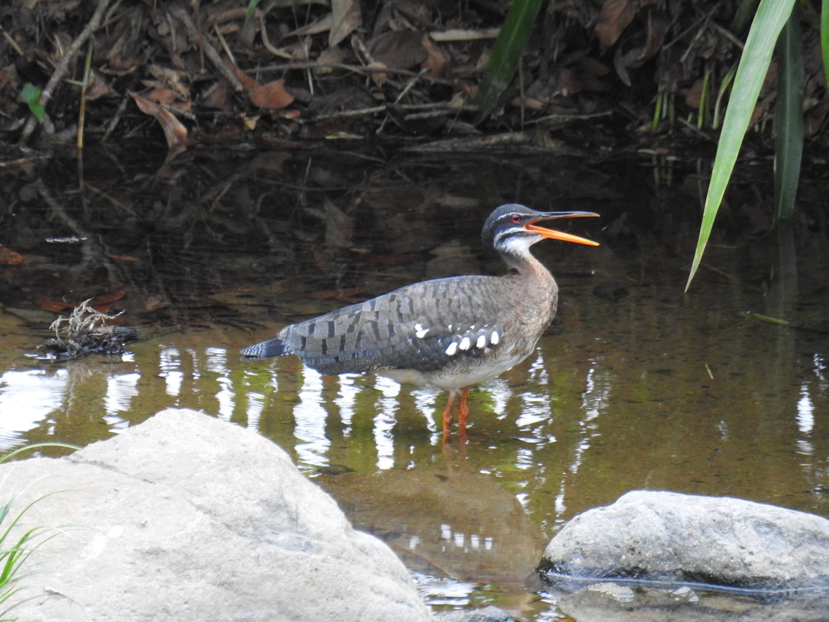 Sunbittern - ML146229091